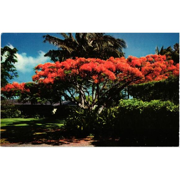 The Flame Tree Hawaii Postcard - Picture 1 of 2